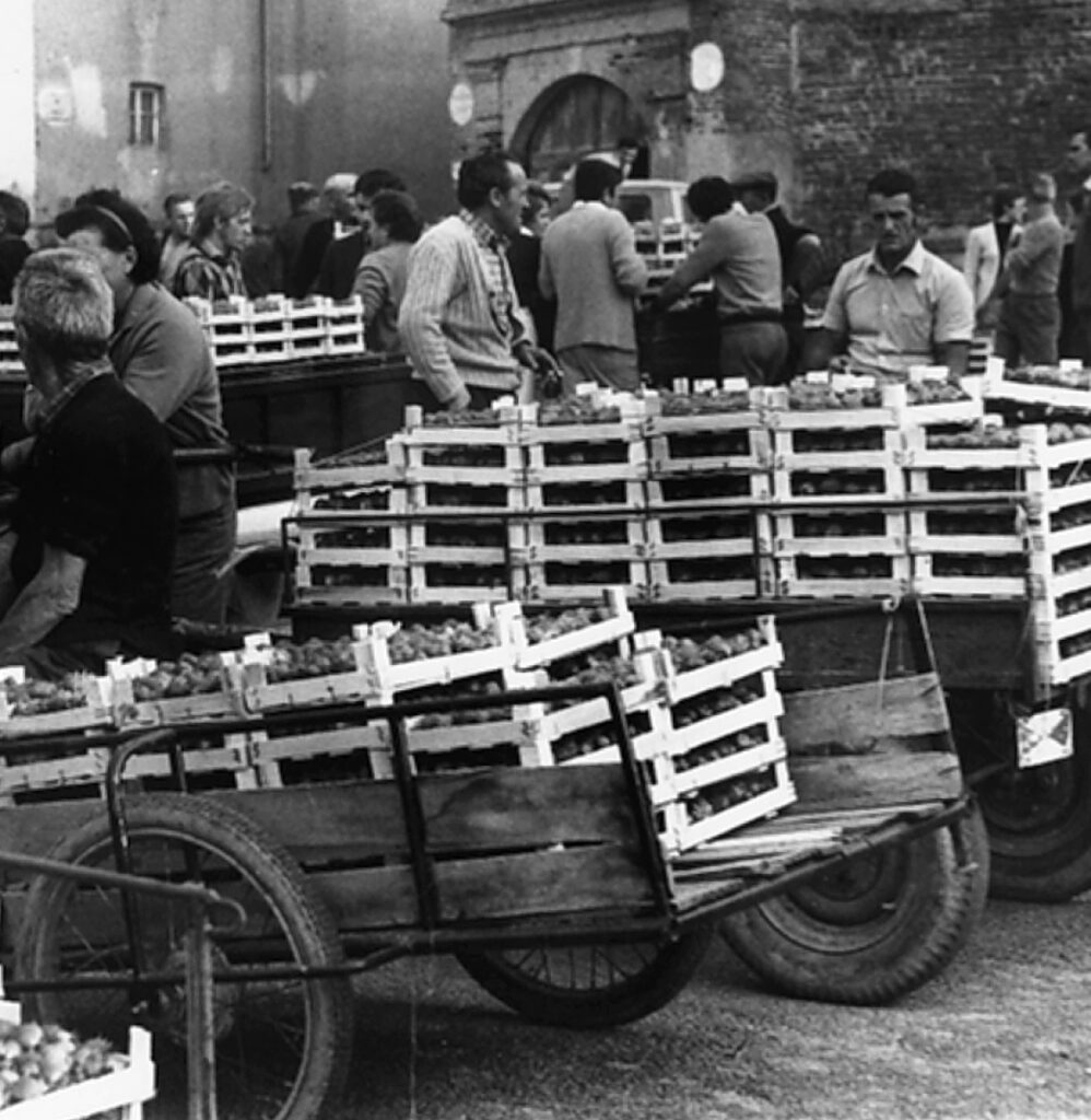 Mercato delle fragole e Baldissero d'Alba, nel Novecento.